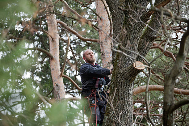 How Our Tree Care Process Works  in  West Park, NJ